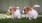 two puppies playing in the grass