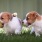 two puppies playing in the grass